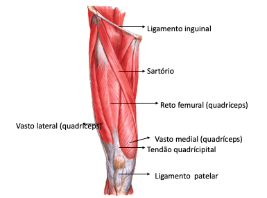 Musculos Coxa