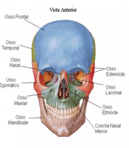 Vista anterior do crânio Felipe Barros