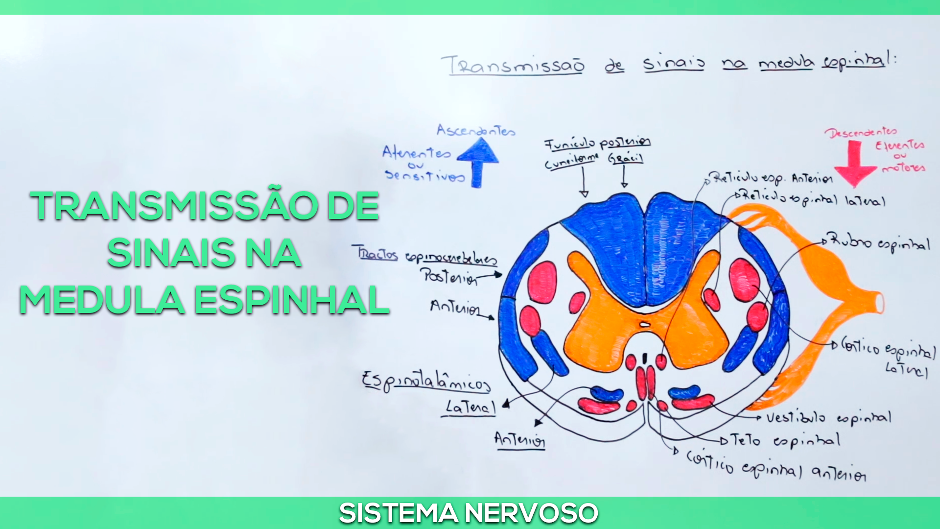 Transmiss O De Sinais Na Medula Espinhal Felipe Barros