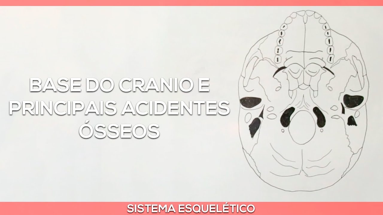 Base do crânio e principais acidentes ósseos Felipe Barros