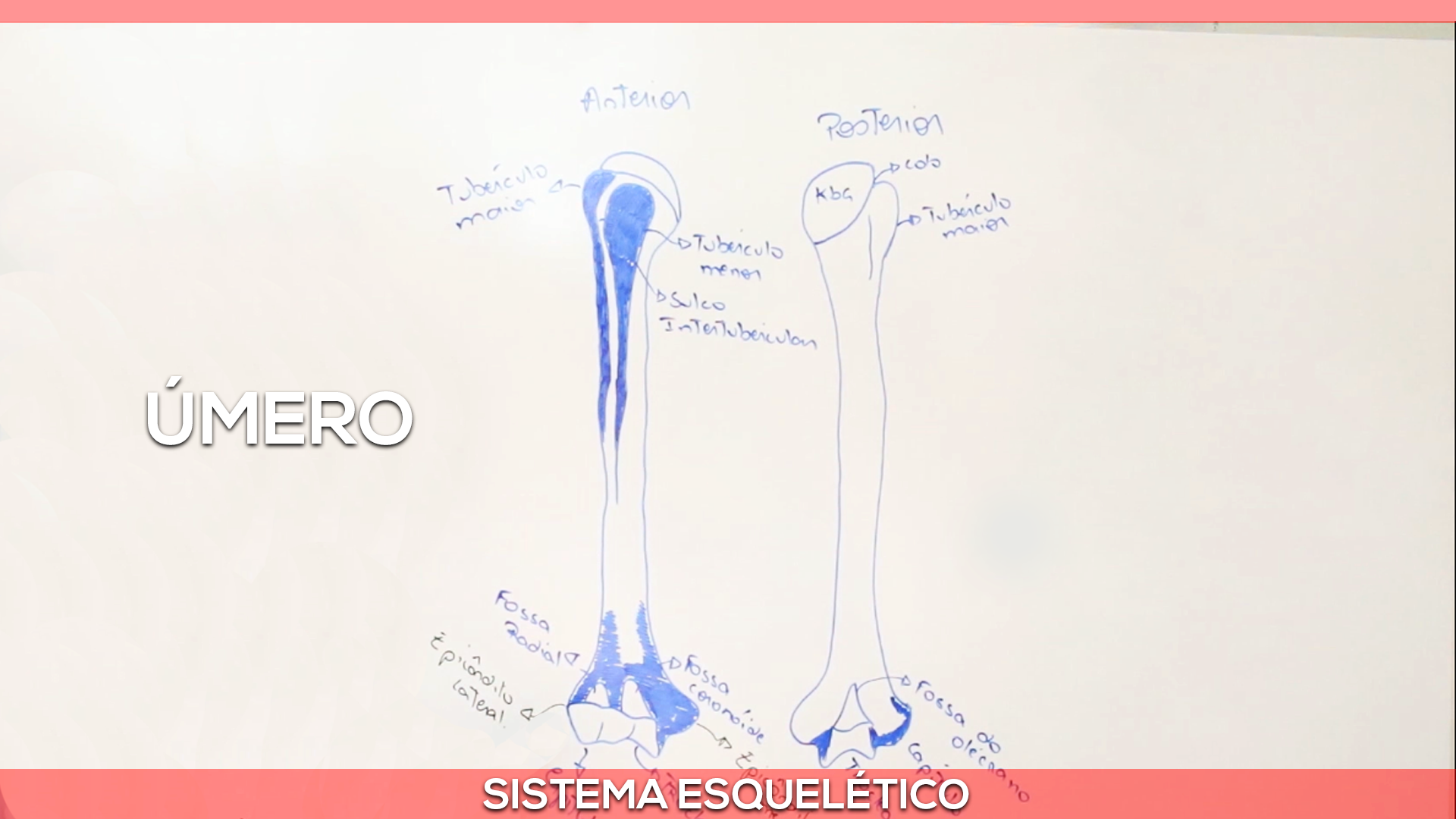 2º Divisões do esqueleto — Felipe Barros