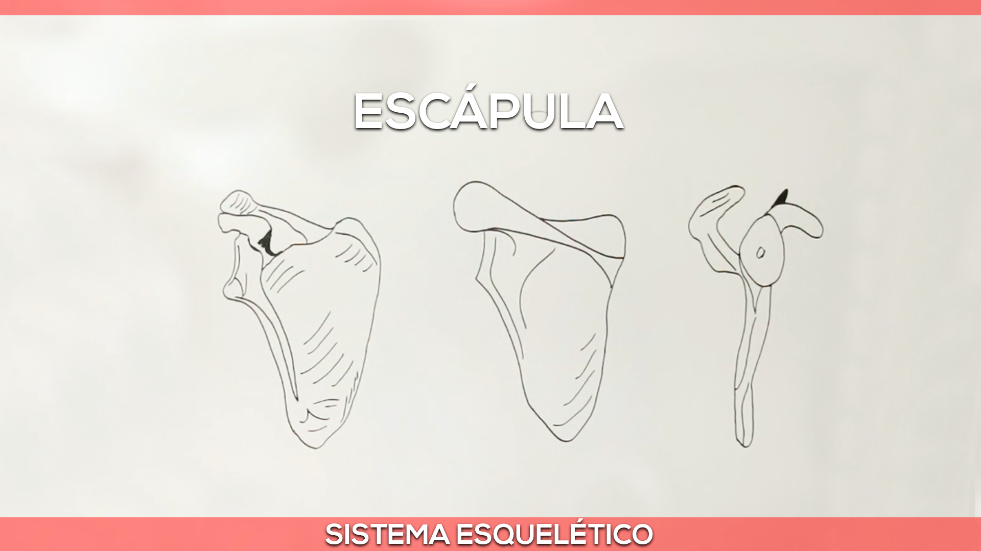 Cintura escapular: Escápula — Felipe Barros