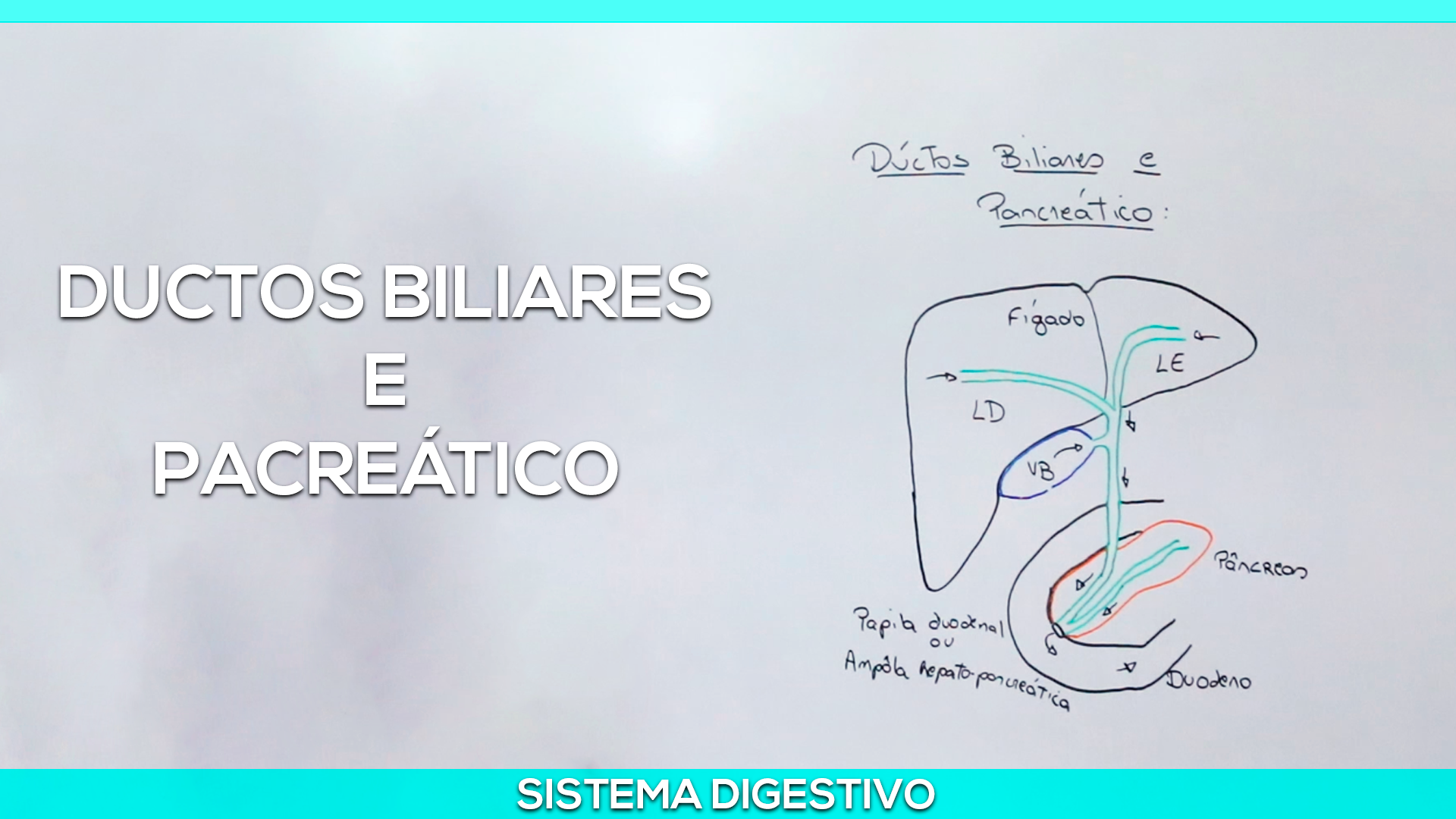 Ductos Biliares e Pancreático — Felipe Barros