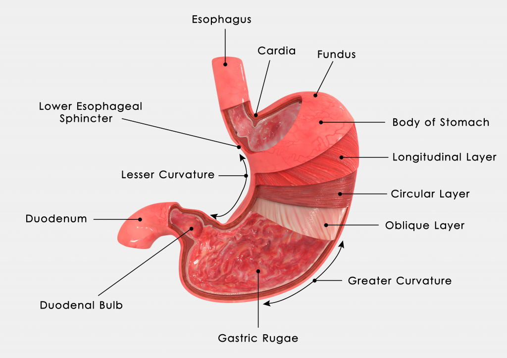 Anatomia Do Esofago E Estomago - RETOEDU