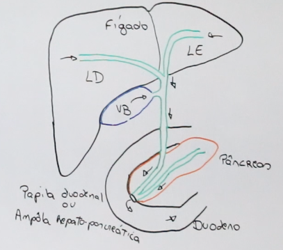 Ductos Biliares e Pancreático — Felipe Barros