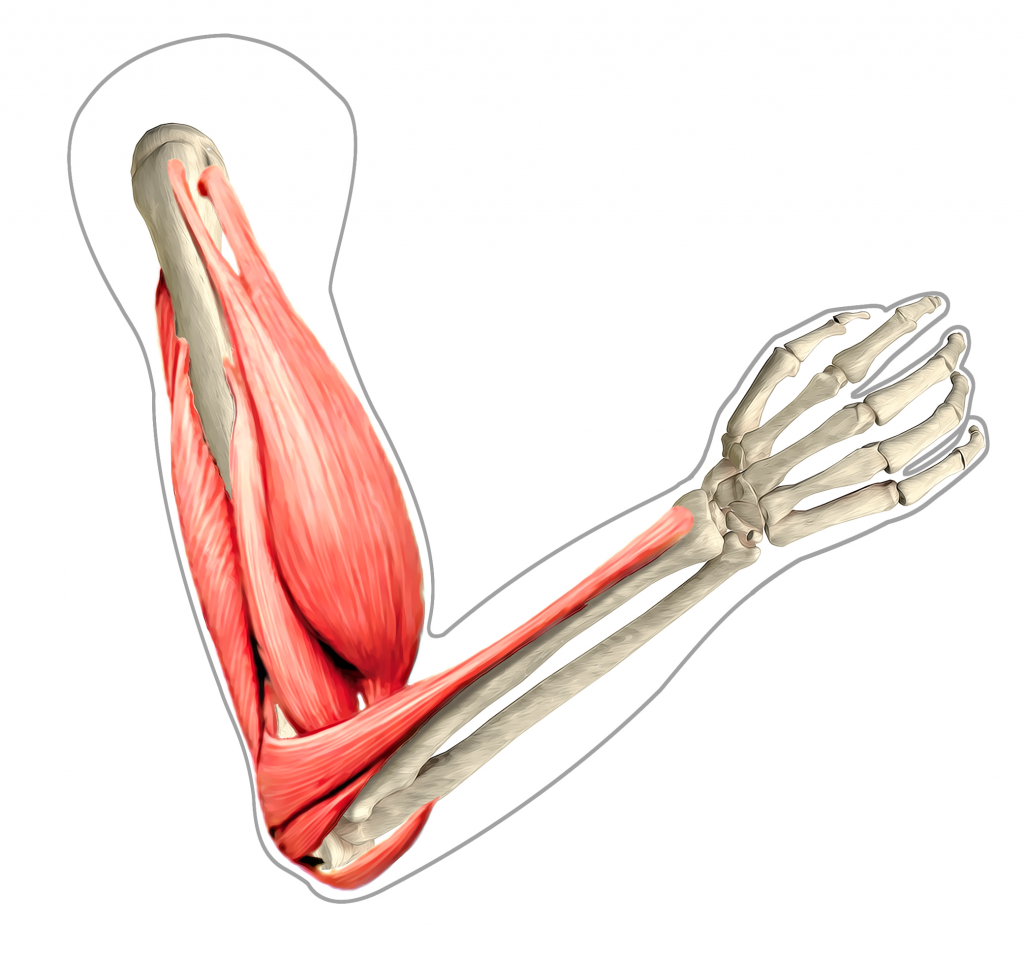 Anatomia Muscular Do Braço - RETOEDU