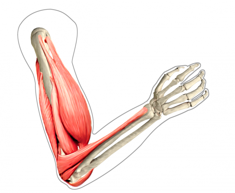 Origem X Inserção Muscular — Felipe Barros