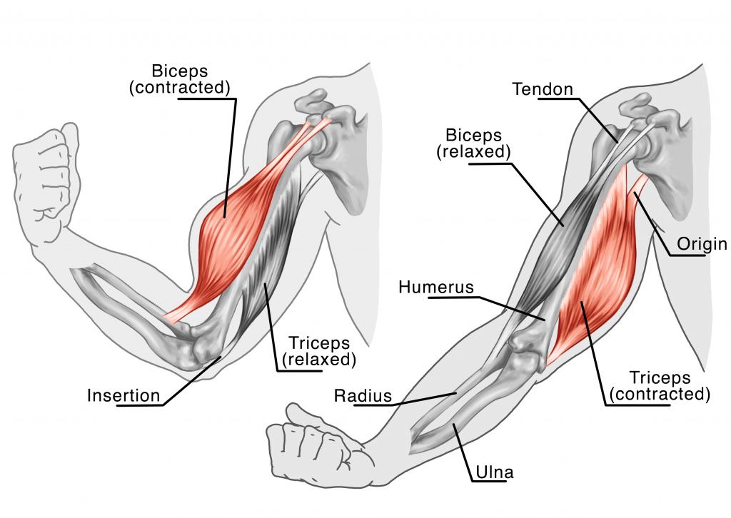 Origem X Inserção Muscular — Felipe Barros