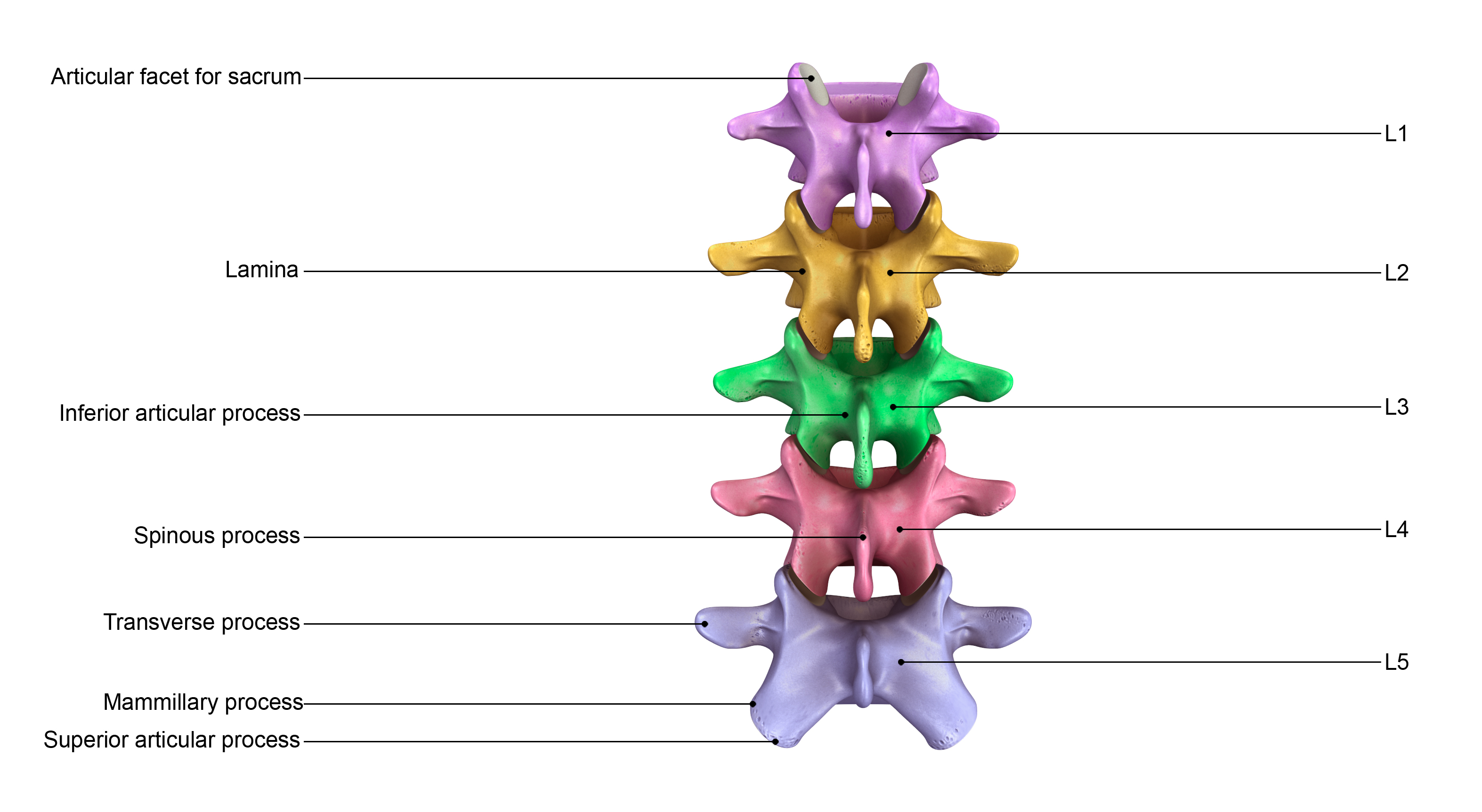 Поясничный позвонок 3д. Вертебральная колонна. Lumbar vertebrae images. Внутренние органы вокруг поясничного отдела позвоночника. В позвоночнике птиц тест