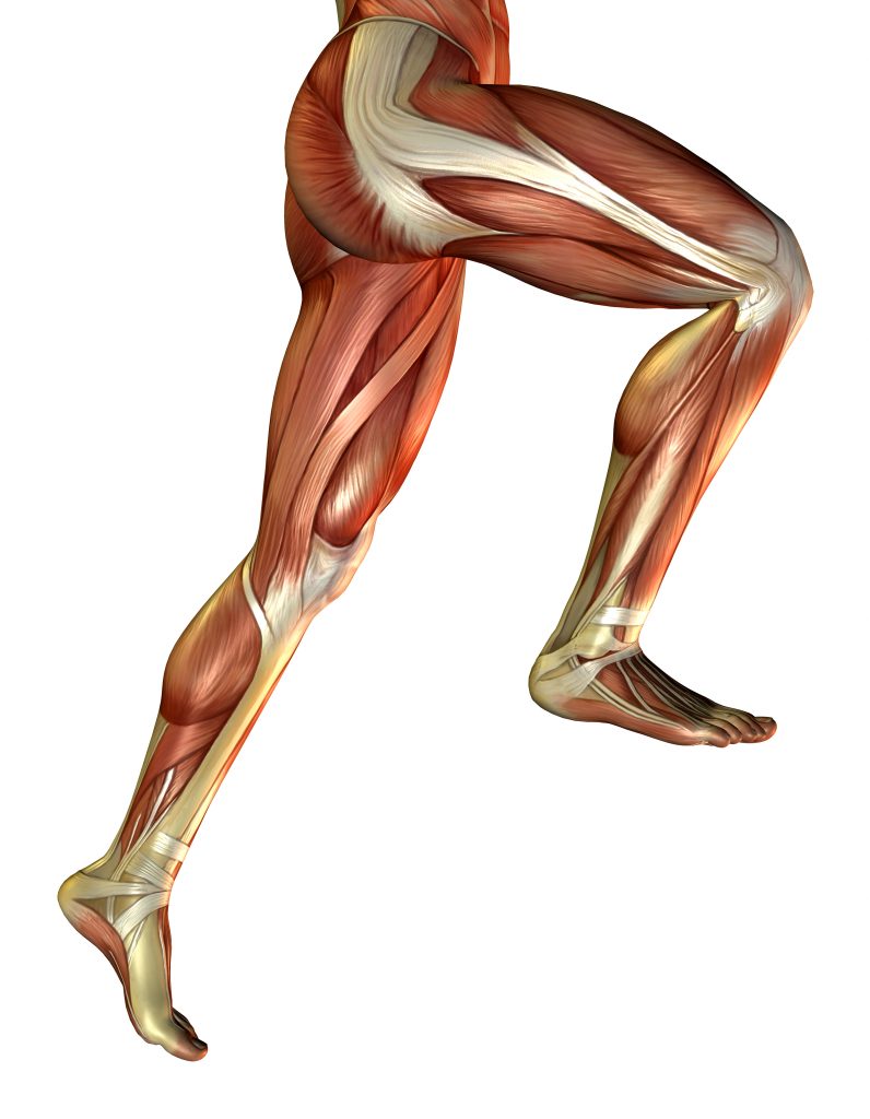 Musculos Das Pernas