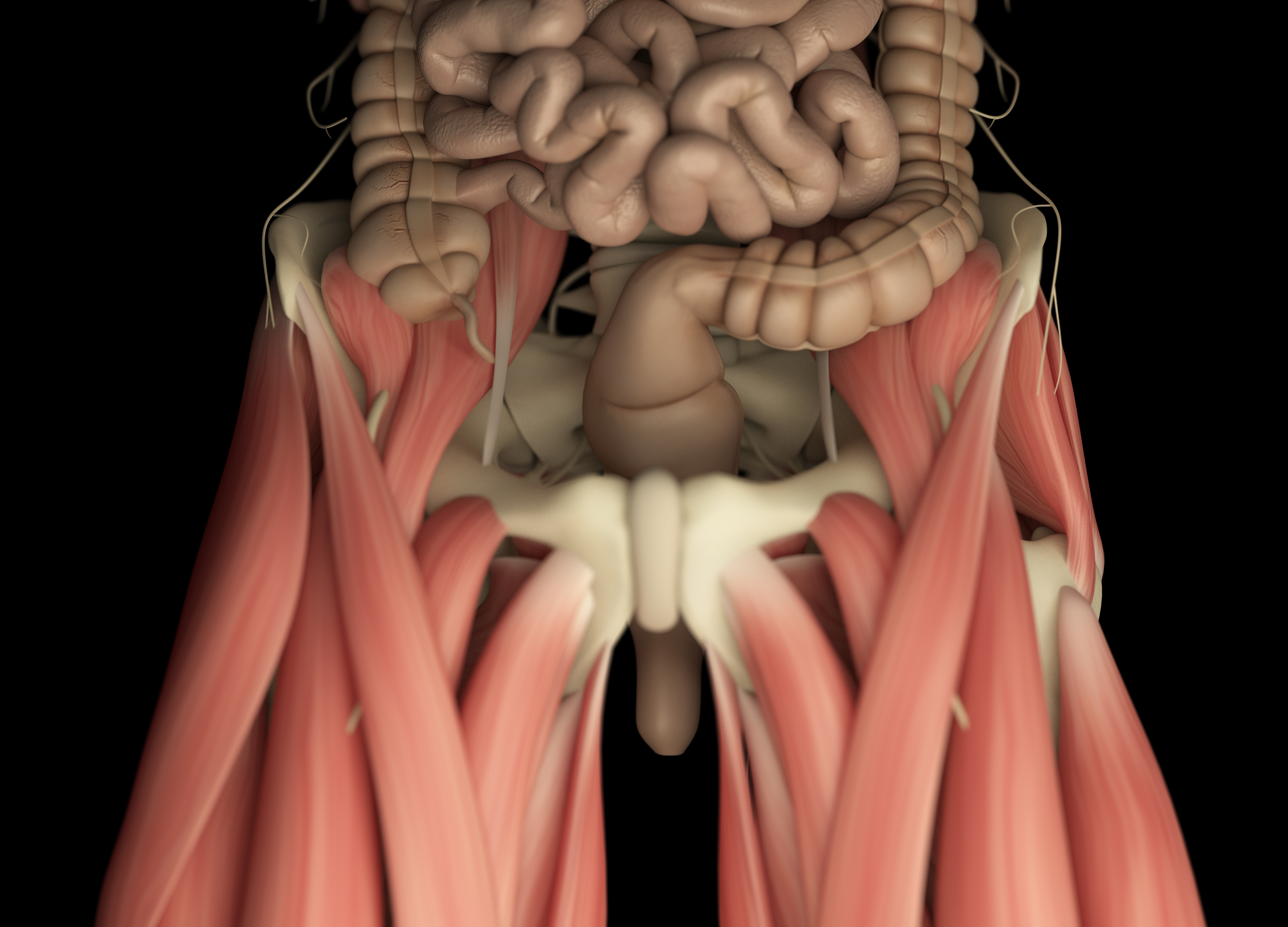 Selva Fisio - Visão anterior dos ossos e ligamentos da cintura