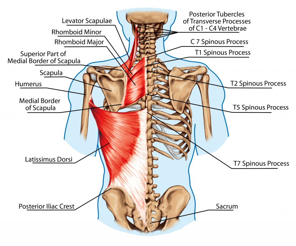 Anatomia Palpatória: Cintura Escapular (Complexo do ombro