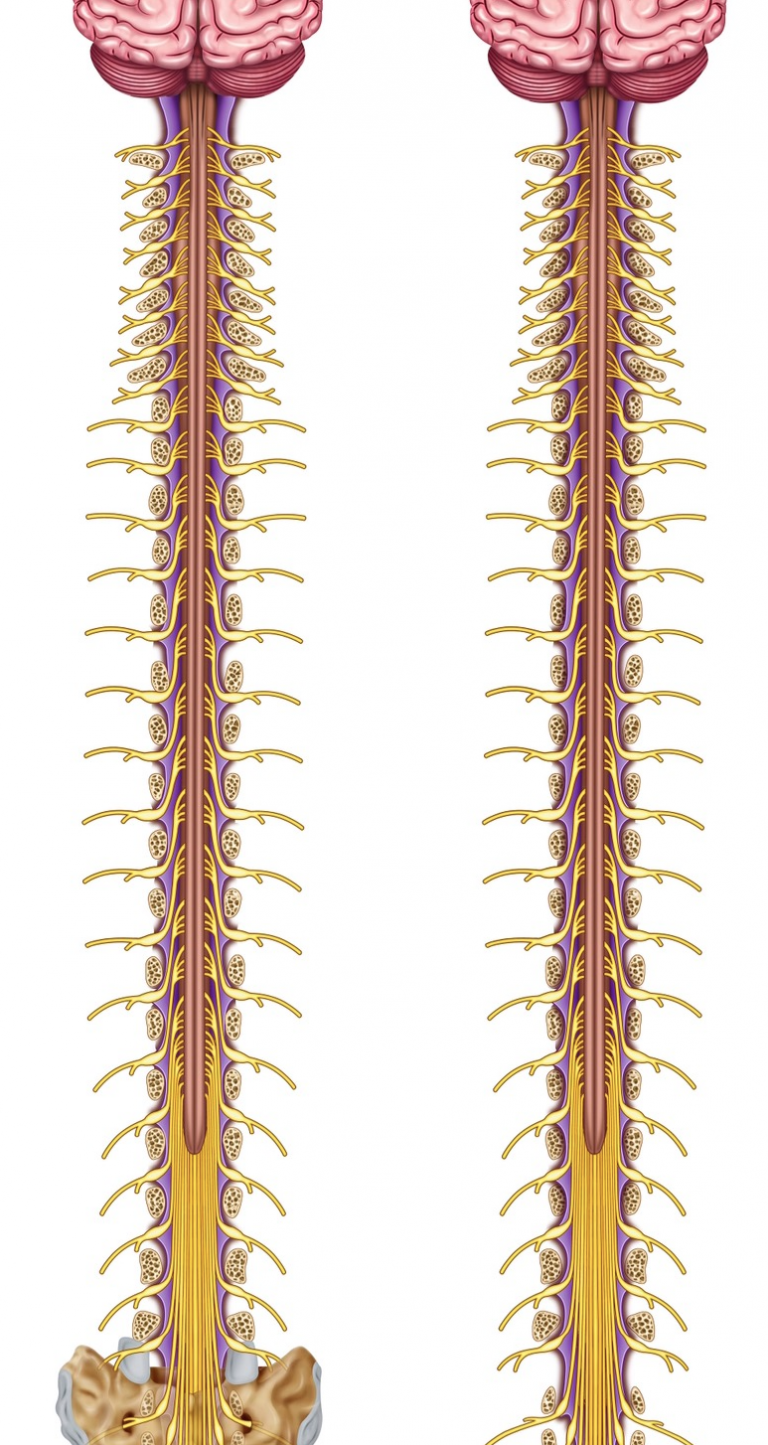 Sistema nervoso Central: Medula Espinhal — Felipe Barros