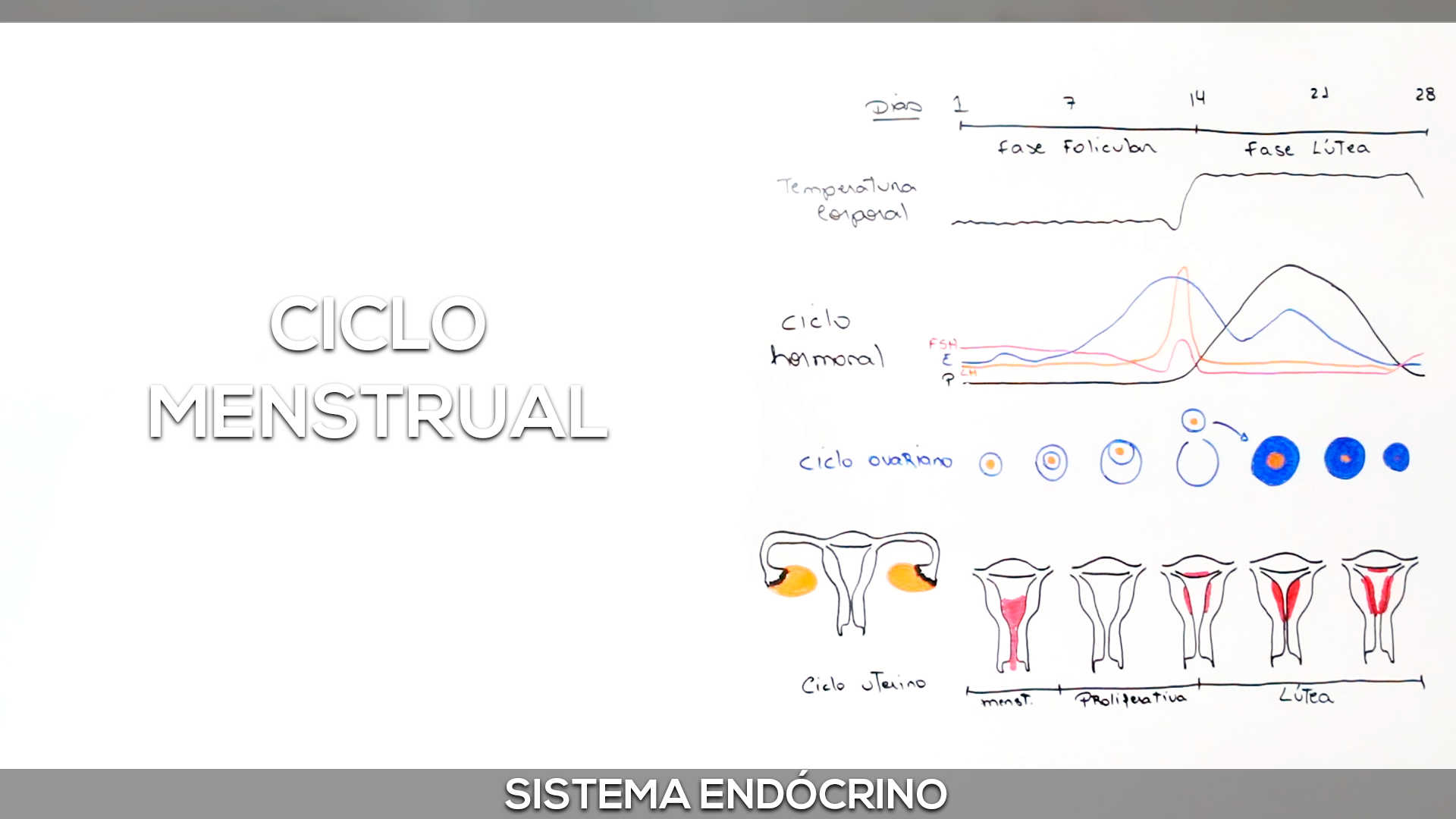 fase menstruacao