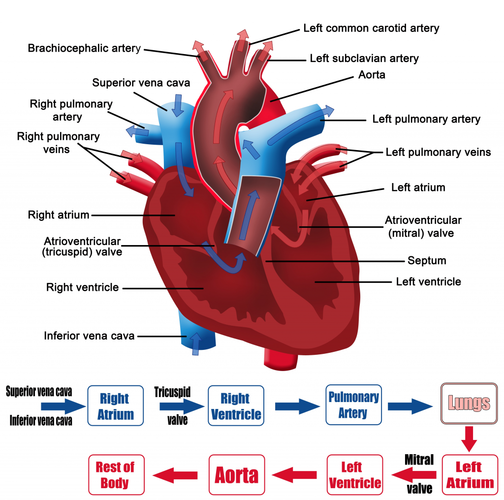 Anatomia Do Coração — Felipe Barros