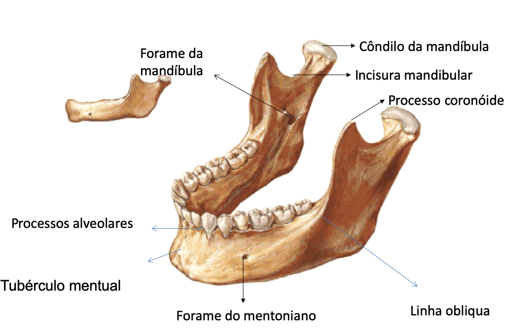 Distribuição dos tipos ósseos encontrados na maxila e na mandíbula