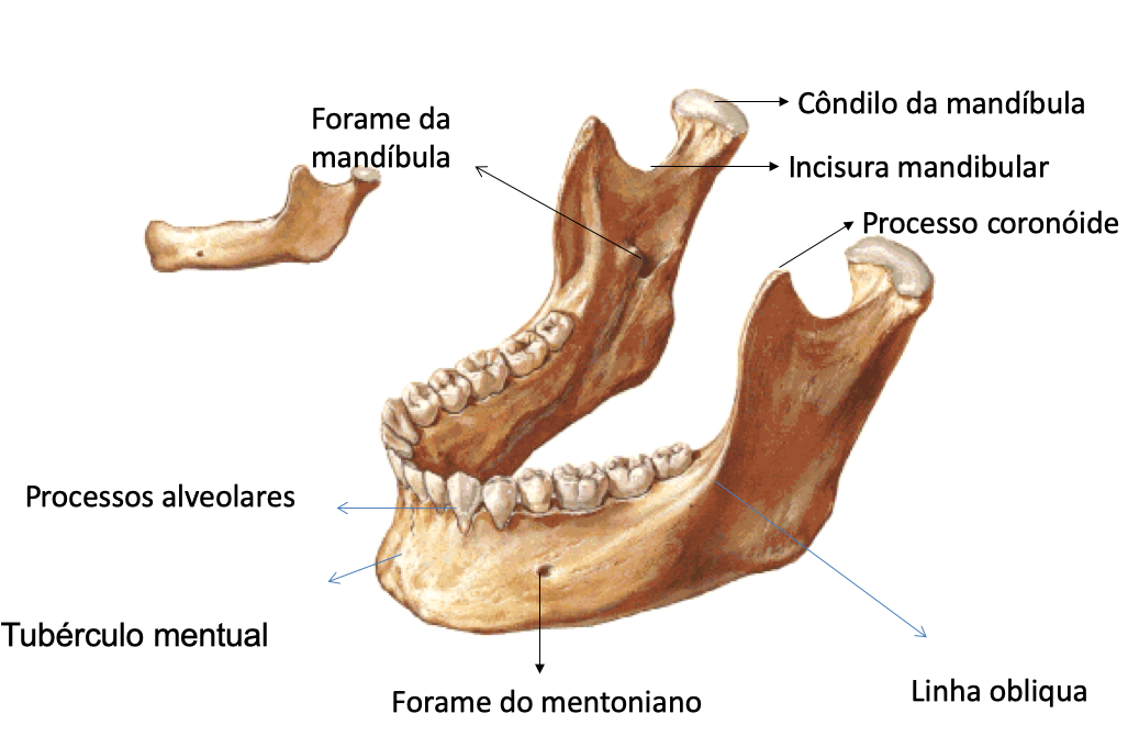 Entenda possíveis acidentes anatômicos da mandíbula