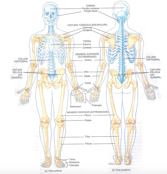 ASTEGE on X: A clavícula forma a porção ventral da cintura