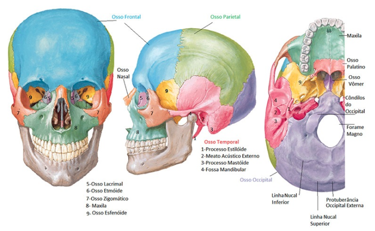 Ossos Do Crânio: Aula Prática — Felipe Barros