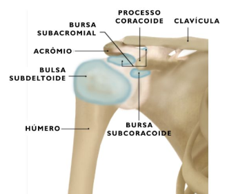 Músculos da cintura escapular - Introdução à anatomia clínica da cintura  escapular 