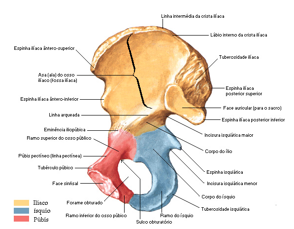 CINTURA PÉLVICA - Anatomia I