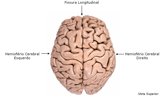 vista medical del cerebro