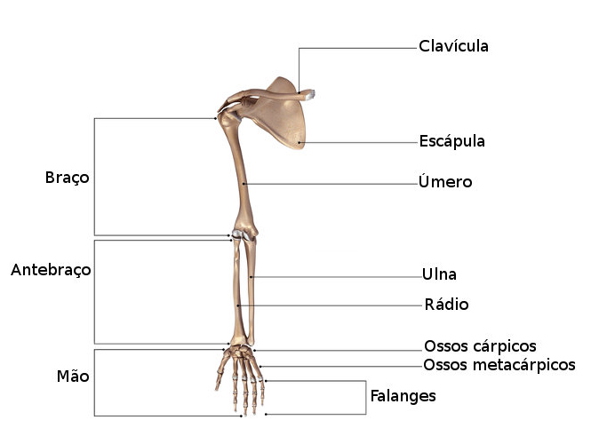 Quais são os ossos apendiculares?