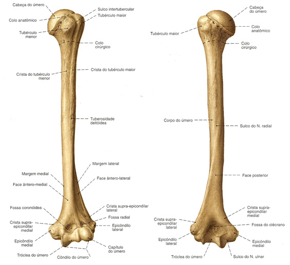 Ossos do esqueleto apendicular - Oss d esquelet apendicular