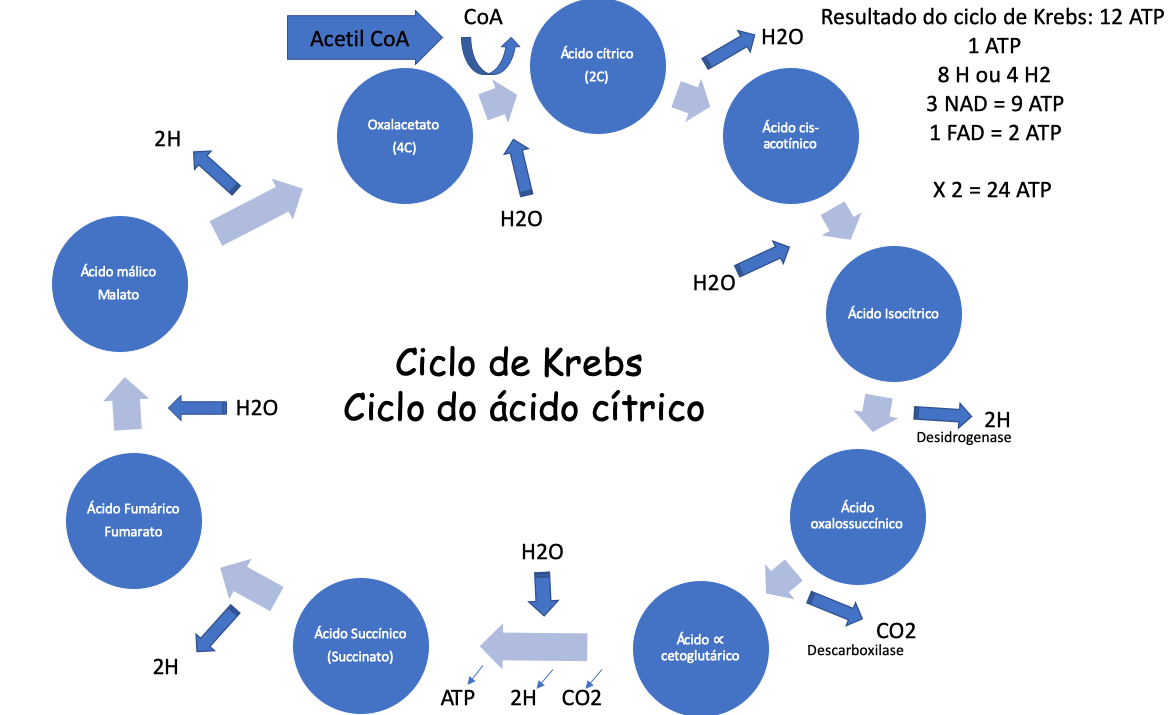 Cetosis 75 energia ciclo