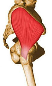 Músculos da região glútea